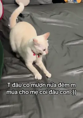 Nửa đêm là nó múa lân #pets #mèo #fyp #xh 