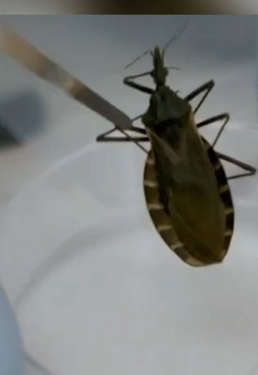 The CDC is warning people of a deadly bug that can be found in Arkansas and other states. Here's what we know about the insect. #thv11 #arkansas #news #insects #fyp