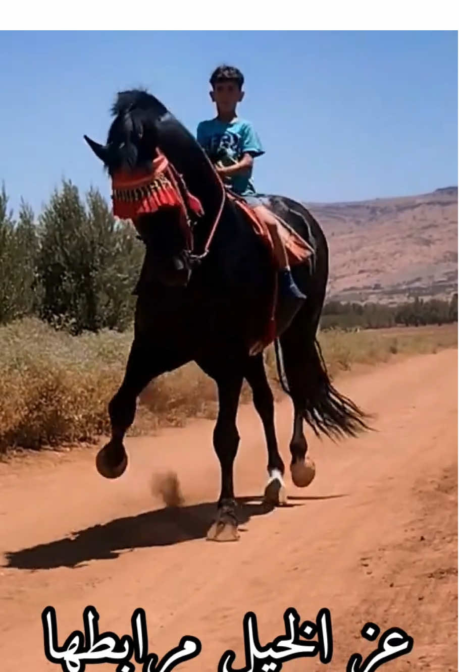 #خيرات___بلادي #الخيل #ماشاءالله_تبارك_الله #tiktok 