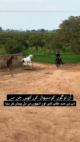 #horse #punjabi #tentpeggging🐎 #horseriding #viral 