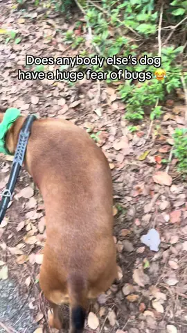 He’s a big baby 😂 #dog #scareddog #hatebugs #canyourelate #funny 