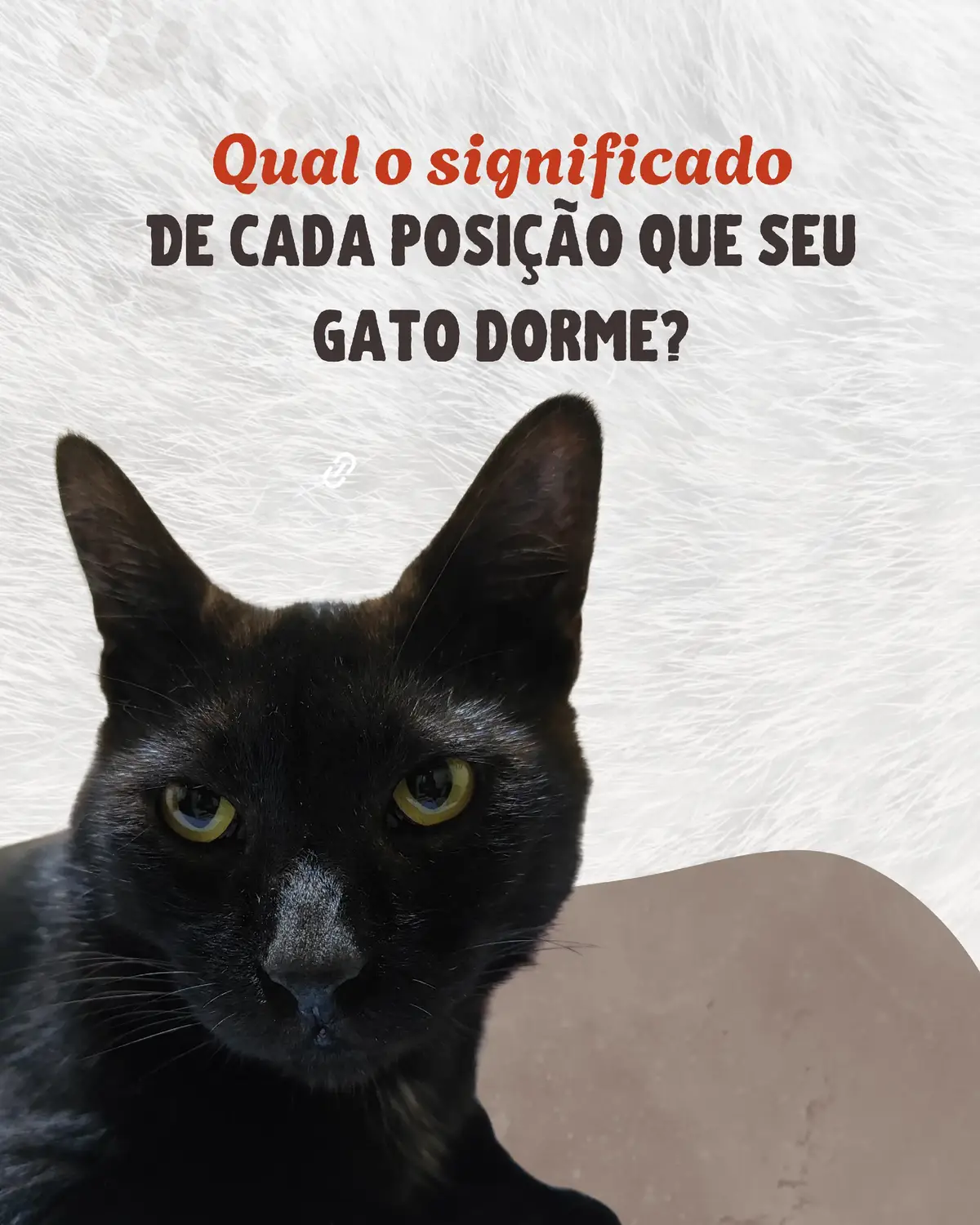 #curiosidades #gatos #pets 