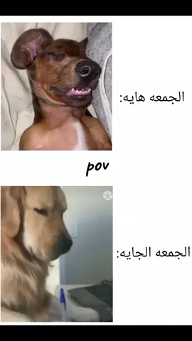 مفيش اخبار عن المدرسه؟ #طششونيي🔫🥺😹💞التخمط🌝💆🏻‍♀️🔫 #تخمطين_اعتبرج_فانزه_الي💆🏻‍♀️ #متنوعة💞 