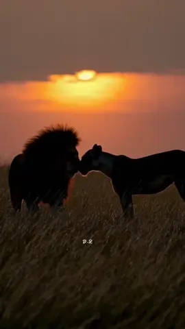 Beautiful animals #lion #animals #nature #foryou #fyp 