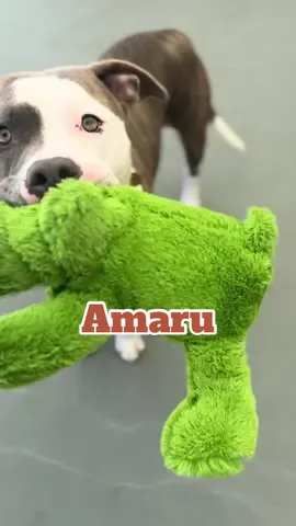 Replying to @Mo  Amaru is 5️⃣ and living his best life with stuffies 🧸, snuggles 🤗, and treats 🍪🐾! Who’s ready to be his cuddle buddy? #ShelterDog #Adoptable #PittiesOfTikTok #AdoptaBull #DenverDog