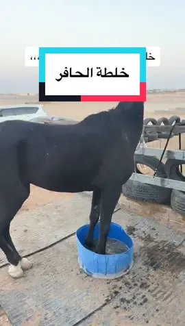 #f #fyp #foryou #fyppppppppppppppppppppppp #شعب_الصيني_ماله_حل😂😂 #مالي_خلق_احط_هاشتاقات #اكسبلور #4u #الخيل 