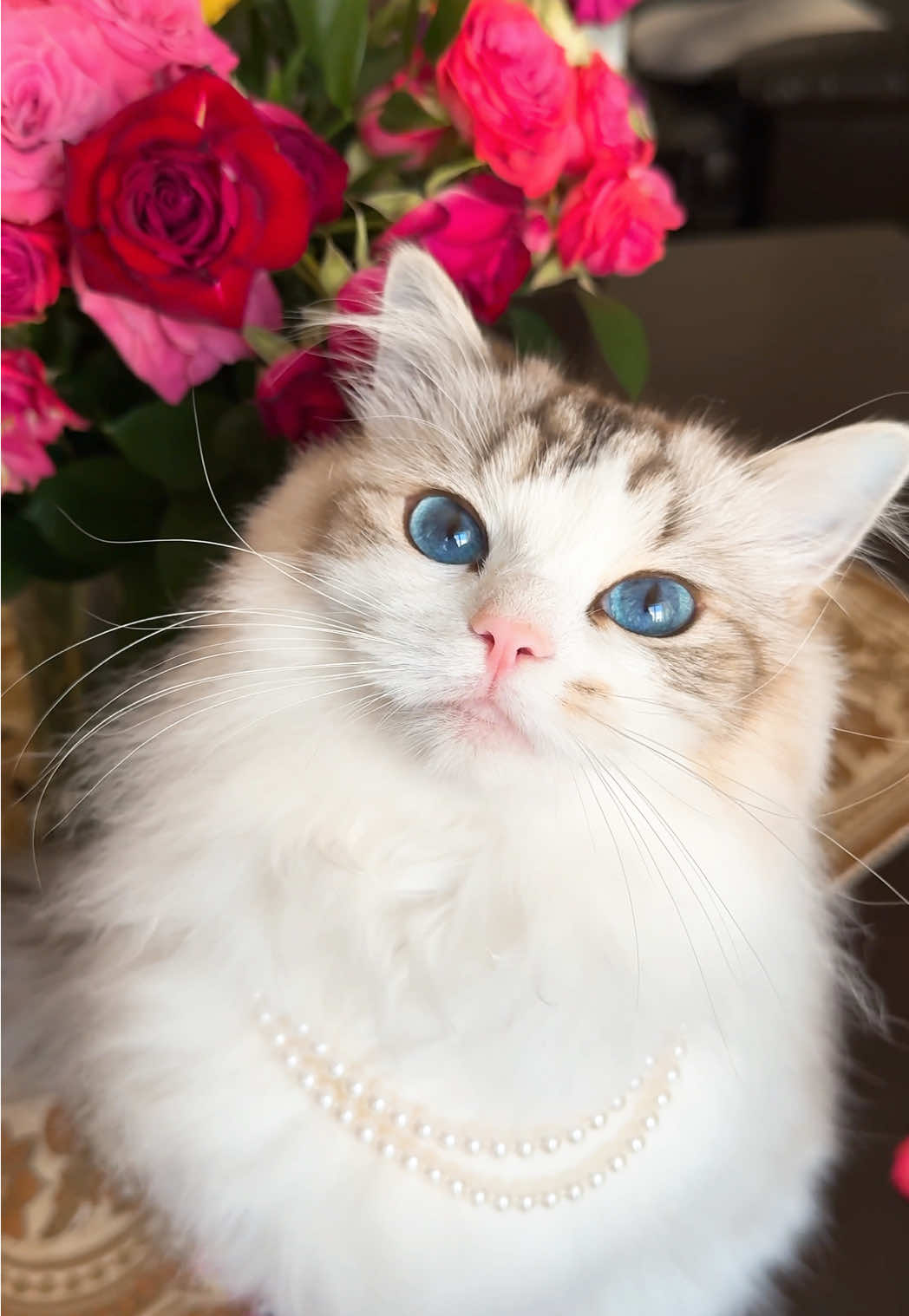 What do you think of her pearl necklaces that her great grandmother made her? 🥰 #cats #catsoftiktok #ragdoll #ragdollcat #catlife #fyp #fy #fashion #diva #royalty #cute #duchess 