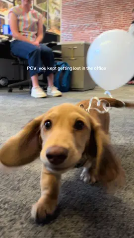 I kept getting lost in the office, so we improvised 🎈 #dachshund #PetsOfTikTok #minidachshund #dachshundsoftiktok #puppy 