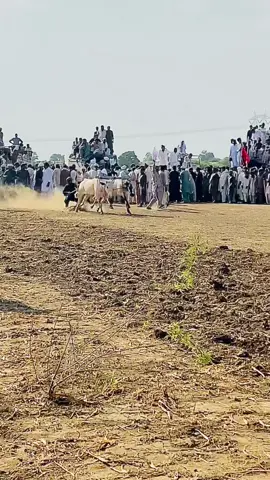 Prince of noon#viral#video#noon#naiks#malikmiraj5