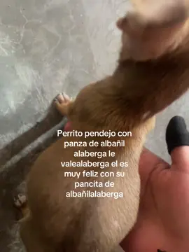 aunque lo critiquen#alaberga#perritopendejo#fyp#xybca #jeje 