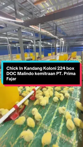 Chick In Kandang Koloni 224 box DOC Malindo kemitraan PT. Prima Fajar #bukitberkahgroup #bukitberkahfarm #peternakindonesia #kandangayammodern #peternakayamboiler 