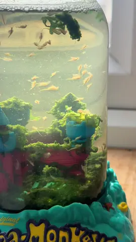 All hell is breakin loose… #seamonkeys #fyp 
