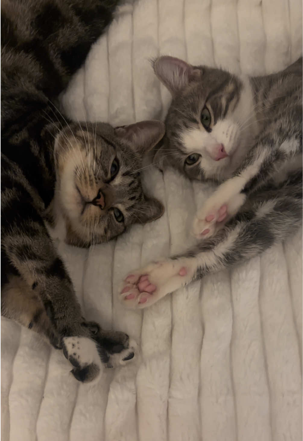 POV - you got your lonely cat a baby brother ❤️#viral #cattok #catintroduction #gotmycatakitten #cutecats 
