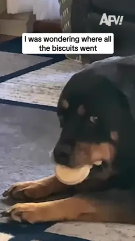 He ALMOST got away with it too 🐶 #afv #dogs #funny