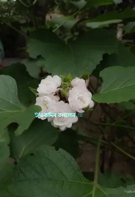 islamic video …💫❤️  #islamic_template📌❤️  #tiktok_video_______📌❤️  #abu_toha_muhammad_adnan📌❤️ 