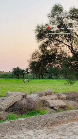 طفينا العمر شمعه.💔#سميرصبيح #greenscreen #تصويري_احترافي_الاجواء👌🏻🕊 #تصويري📸اكسبلوور #تحياتي_لجميع_المشاهدين_والمتابعين 