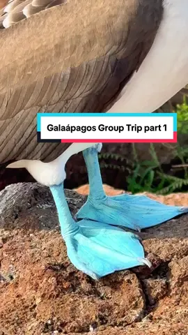 !! The Northern Islands Group Trip is May 3rd-10th 2026!!! Finally posting this but butter late than never!!! I'm finally having decent service to edit these and I want to show you how incredible my trip was to the Galápagos!! #nemogalapagos #grouptrip #galápagos 