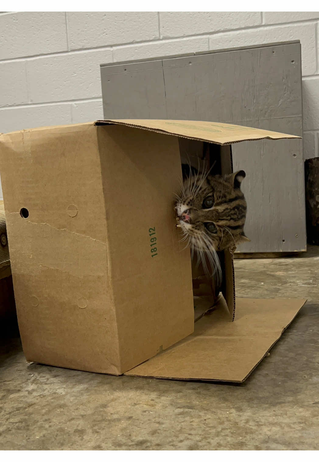Box enrichment ASMR with the queen herself, Tallulah 👑 #greensborosciencecenter #fishingcat #catsoftiktok 