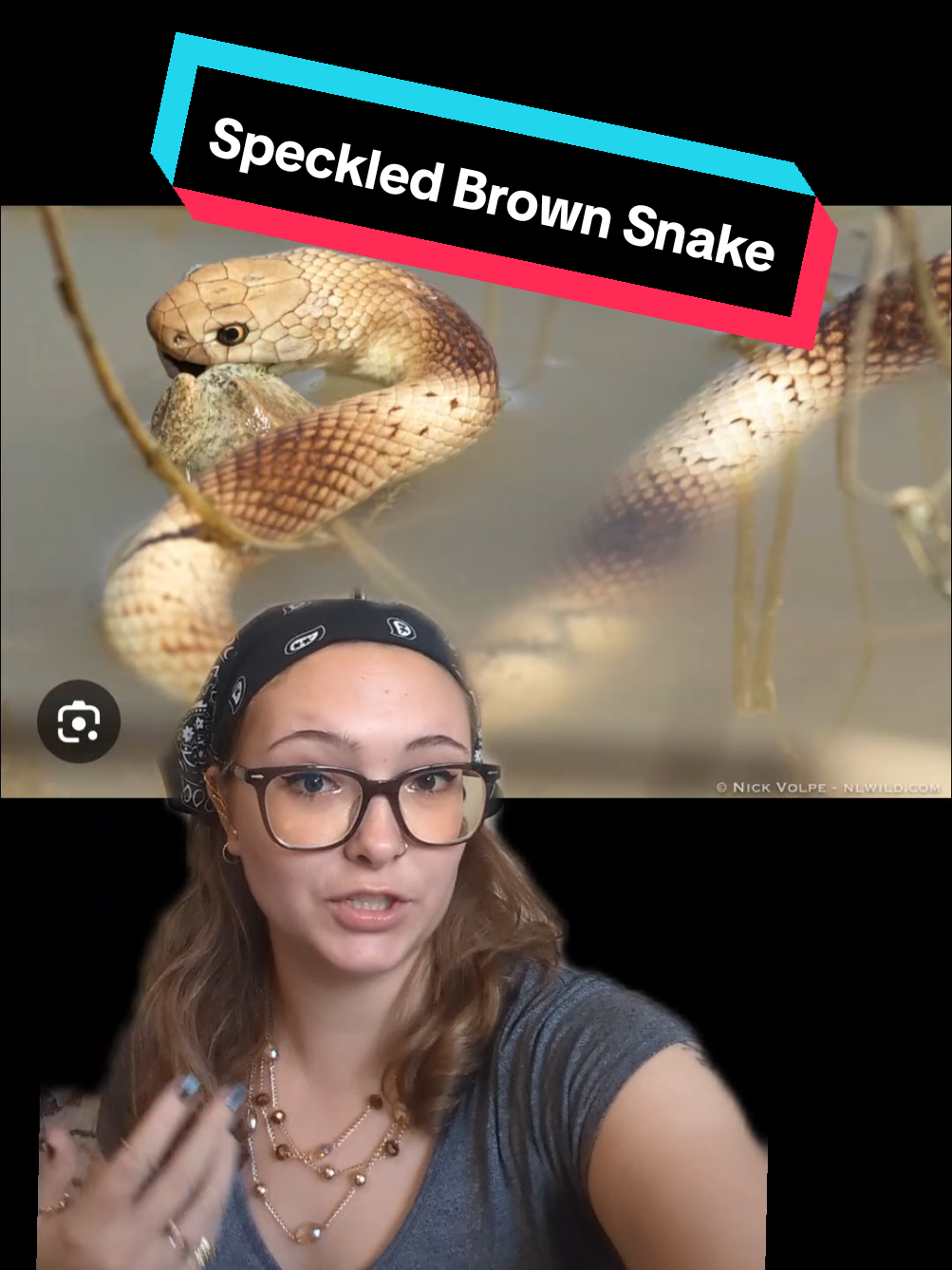 Speckled Brown Snake #australia #snake #venom #speckledbrownsnake #science 