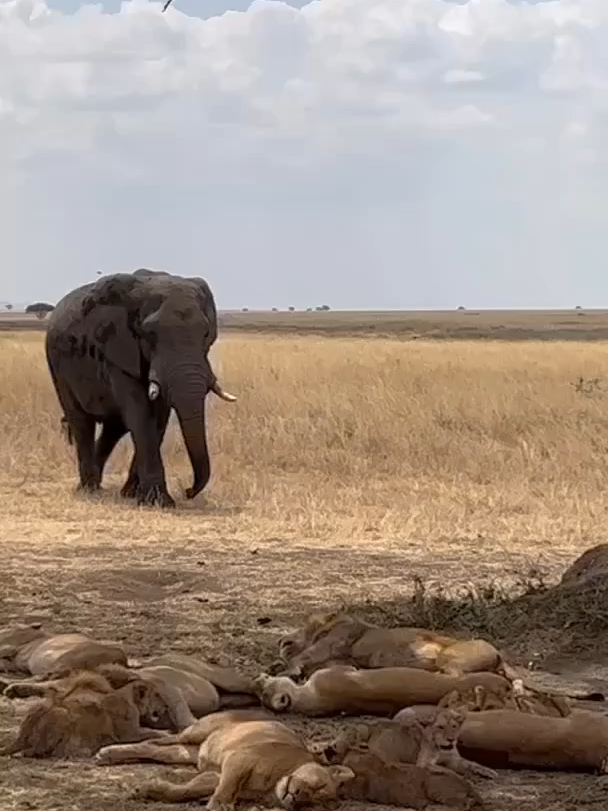 Who is the king of the jungles Elephant vs lions #elephant #lion