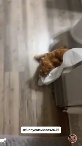 Typically orange cat behavior 😂 #cat #catlover #orangecat #fyp #pourtoi 
