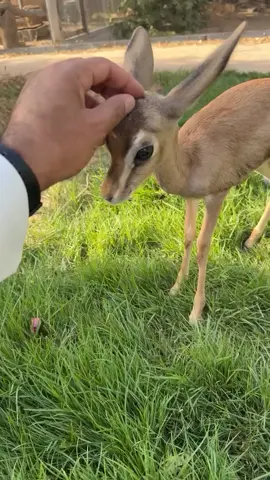 cute baby dikdik 😀💖♥️ #babydikdik ##cuteanimals #animallover #cuteness #random 