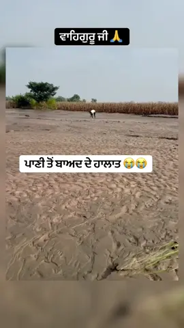 ਪਾਣੀ ਤੋਂ ਬਾਅਦ ਦੇ ਹਾਲਾਤ 😭😭#flood #punjabflood #heavyrain #punjab #punjabi 