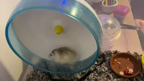💔#hamster #iwanttobreakup #fyp #car #cute