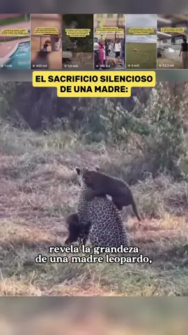 La paciencia de esta madre leopardo es solo una parte de su enorme labor. Entre juegos y cuidados, también debe cazar y proteger a sus crías para asegurarles un futuro en la naturaleza. Un ejemplo extraordinario de maternidad en el mundo salvaje 🐆🌿 🔔 Síguenos para más contenido 🚀 ⚡️Ya disponible nuestro video musical: S I N C R O N Í Z A T E 🎶 Con una banda sonora intensa, escenas de animales enfrentando adversidades generadas por la humanidad y una transición que nos lleva desde la desesperanza hacia la reconstrucción, 