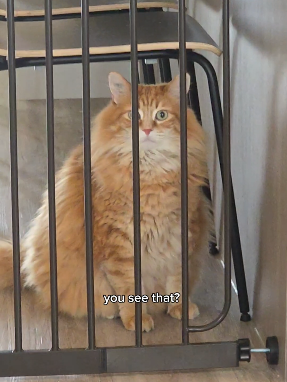 He'll figure it out eventually 😅 #catsoftiktok #foryourpage 