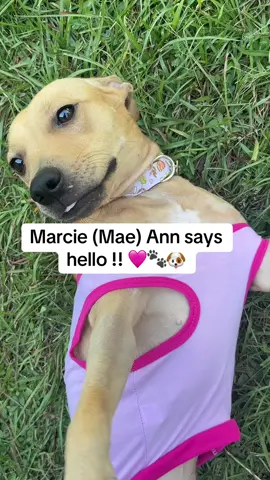 Marcie & Louie Says Hello 🩷🐾 #fyp #dogs #dogsoftiktok #viral #rescuedog 