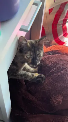 baby kitty #kitten #meow #cat