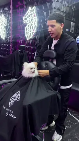 C’est tellement drôle 🤣🤣🤣 #fyp #pourtoii #tiktokfrance🇨🇵 #petlover #pomeranian 