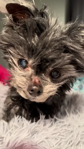 She may be 17 years old. She may only have 6 teeth. She may have a bad ticker. She may weigh only 3.5 pounds. But you can’t deny this tiny gal has a very cute face for such an old dog. #olddog #dinkybean #socute #dogs #dogsoftiktok 