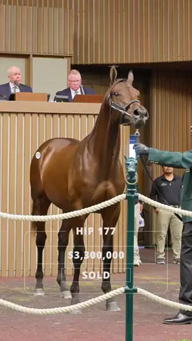 ‏من أمريكا 🇺🇸 لمزاد ‎keenelandsales  المهر رقم 177 أبن الفحل .. Gun Runner  والأم أبنة .. Tapit يسجل نفسه ك أصاحب أعلى صفقة حيث تم بيعه بمبلغ 3,300,000$ لصالح شركة كولمور  وسجل اليوم الأول مبيعات 69 مليون دولار 💵