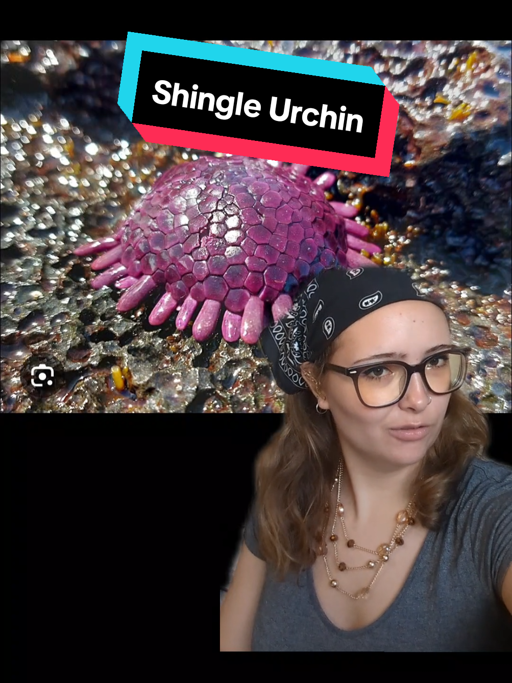 Shingle Urchin #marinebiology #seaurchin #shingleurchin #science #biology 