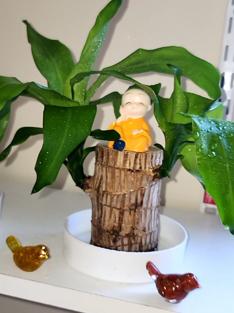 Respuesta a @meglypinto Brazilian Wood Hydroponic Plan. #plantas #plants #plant #brazilianluckywood #jardinencasa 
