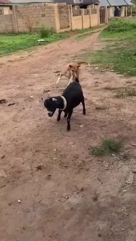ge ba tlo mo pokorola mo le tlore ba mo thoma modokwana😫😂😂