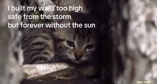 protected but at the cost of the sun #longing #forever #robinseplut #godsquietchild 