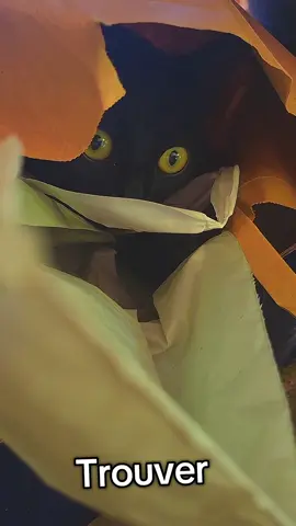 Il joue à cache cache 😆😻😻 #chatnoir #catsoftiktok #pourtoii 