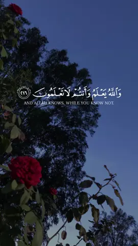 #CapCut #quran #foryou #muslimtiktok #fyppppppppppppppppppppppp 
