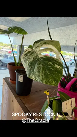 We RESTOCKED @The Oracle IN A SPOOKY WAY!! Come check it out #spooky #spookyseason #PlantTok #fyp 