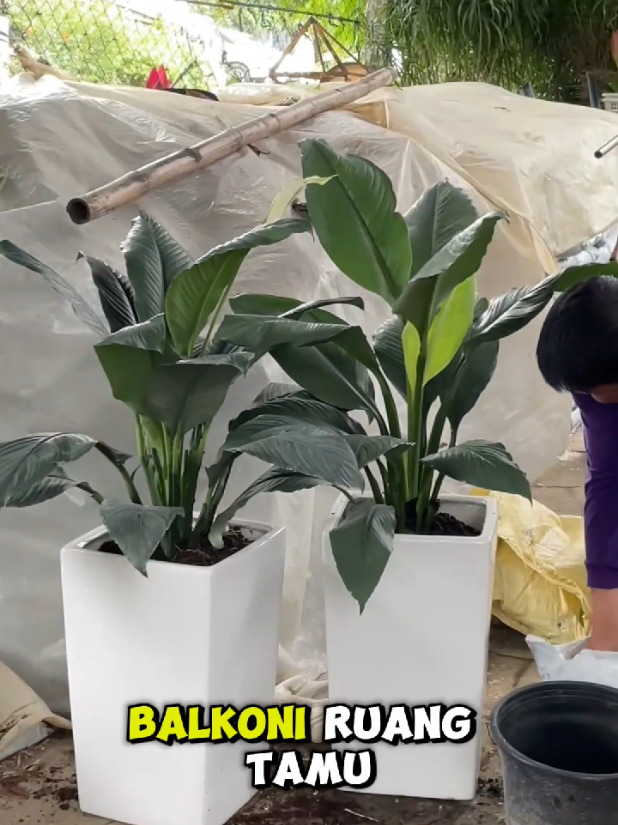 Lama dah beli harinni Kita up sikit.. pokok2 dah besar.. korang cepat beli tengah Murah pasu ni 😘#pasu #pasumurah #pasuviral #tiktok #tiktokviral 