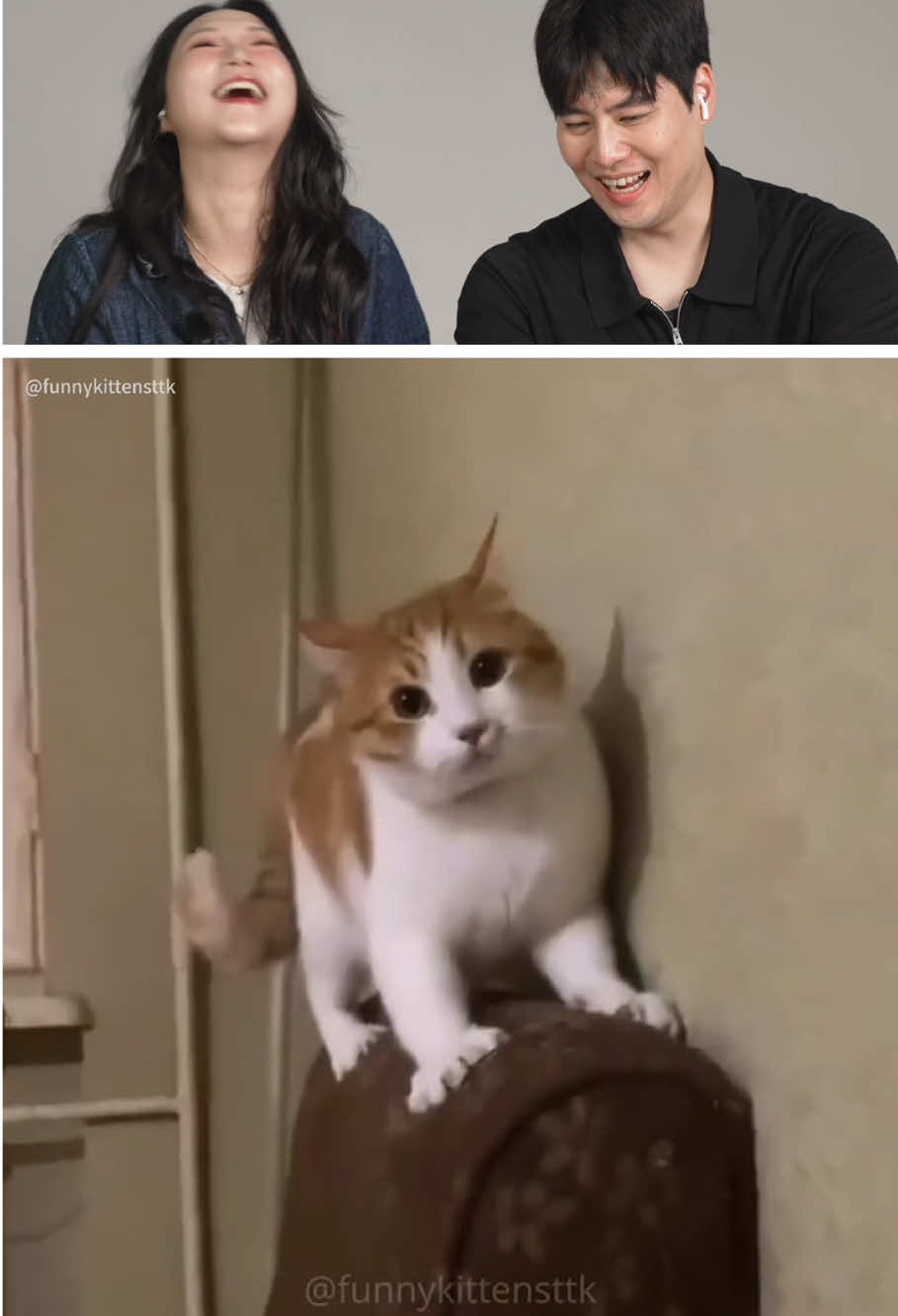 Cats Being Cats 🐕🐈‍⬛ #cat #cats #funny