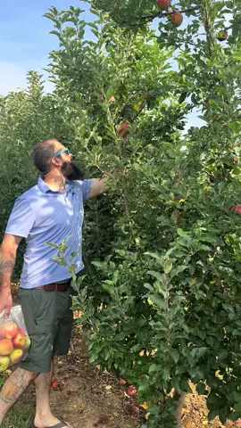 #sweet #fyp #fruitpicking 