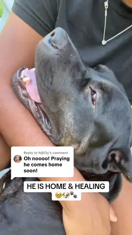 Replying to @h@l3y KHARCO IS HOME. Pretty beat up but home with his mom. We love you and thanks for the prayers !!  #fyp #dogs #dogsoftiktok #viral #animals 