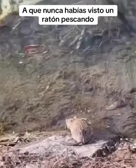 #jaja #humortiktok #humor #chiste 