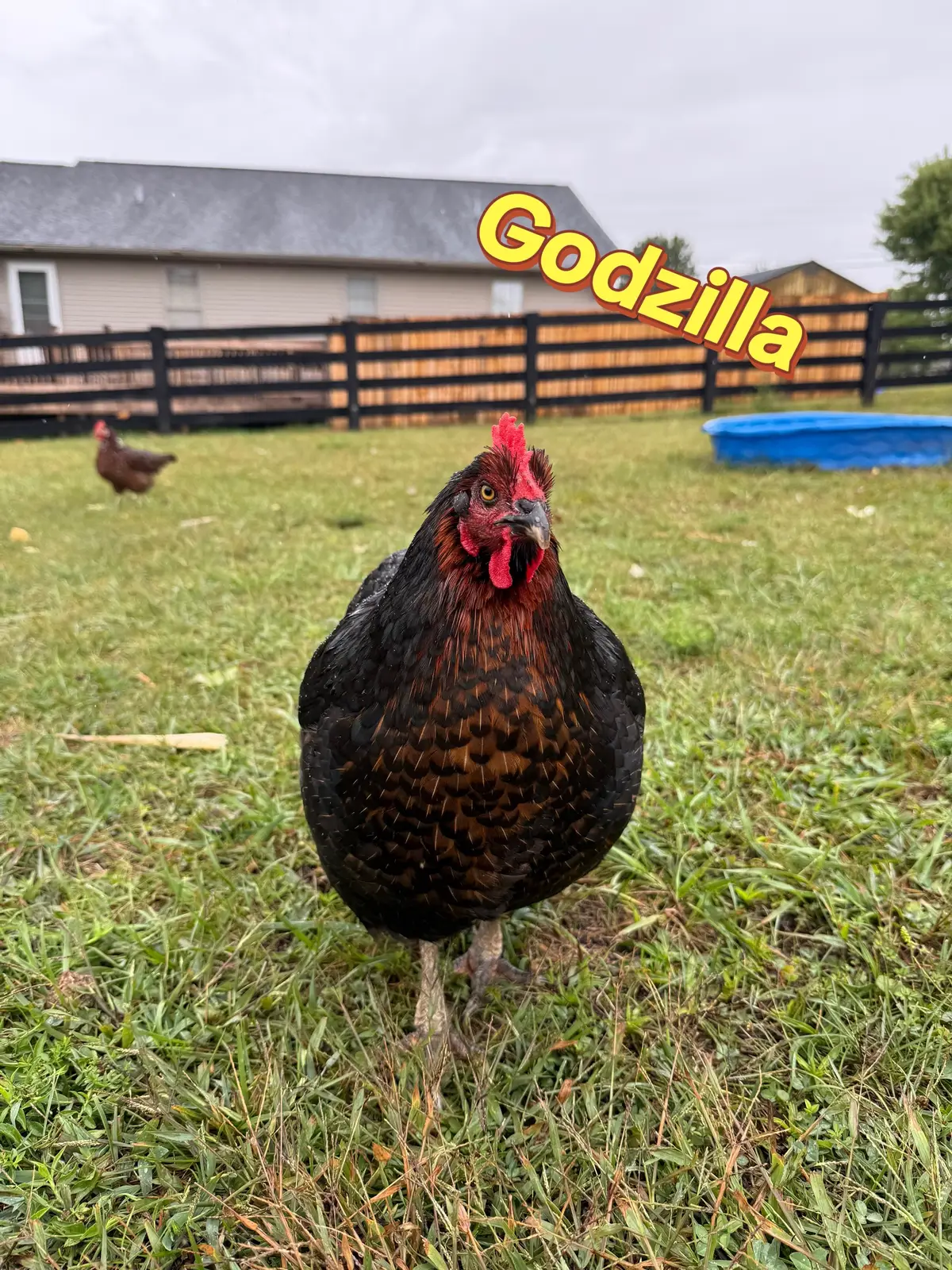 1. Godzilla (Black Sexlink)  2. Rachel (Silkie) 3. Jellybean (Silkie)  4. Macaroni (Silkie) 5. Sophia (Silkie) 6. Pumpkin (Silkie) 7. Baby Bean (Silkie)  8. Violet (Lavender Americana) 9. Ethel (Olive Egger)  10. Zazu (Easter Egger) 11. Dori (Cochin)  12. Ponyo (Easter Egger)  13. Velma (Barnavelder)  14. Inky (Silkie)  15. Splash (Silkie) 16. Papaya (Speckled Sussex) 17. Mango (Speckled Sussex)  18. Peaches (Satin = Silkie x Cochin) 
