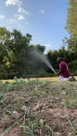 #fyp broccoli 🥦 and cabbage 🥬 need rain Lord #viralvideo #fyp 