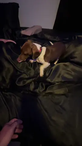 #facts #truth #dogsoftiktok #Roscoe
